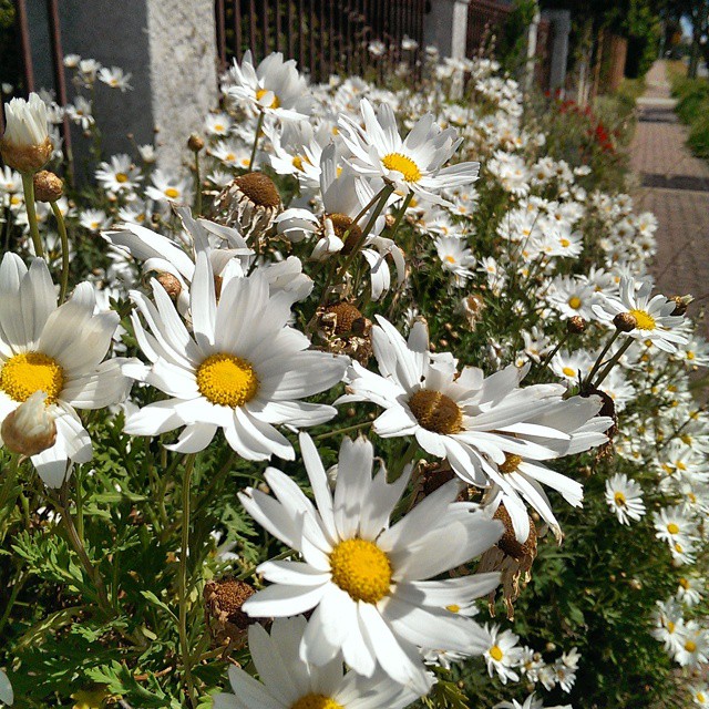 Questions to Charles Sturt Council Election&nbsp;Candidates