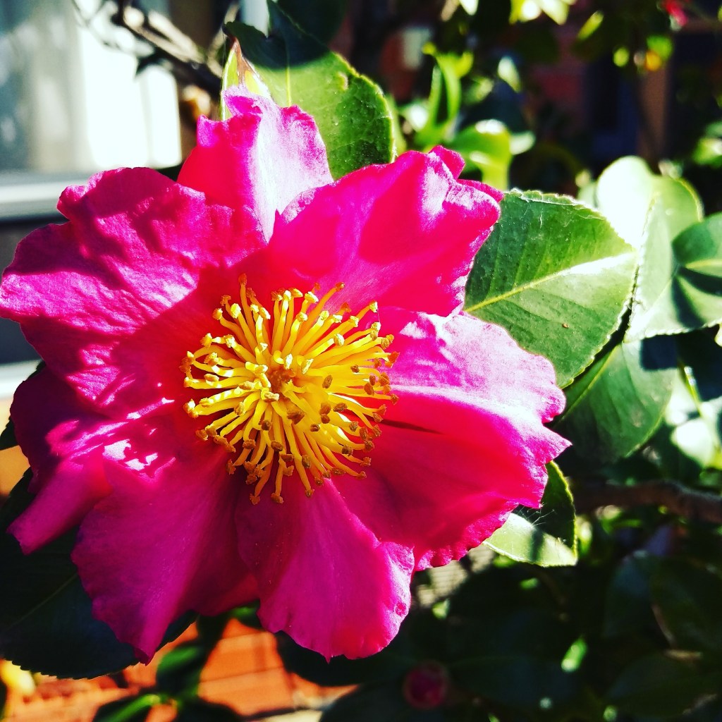 Let’s share mother’s day again; via an&nbsp;app