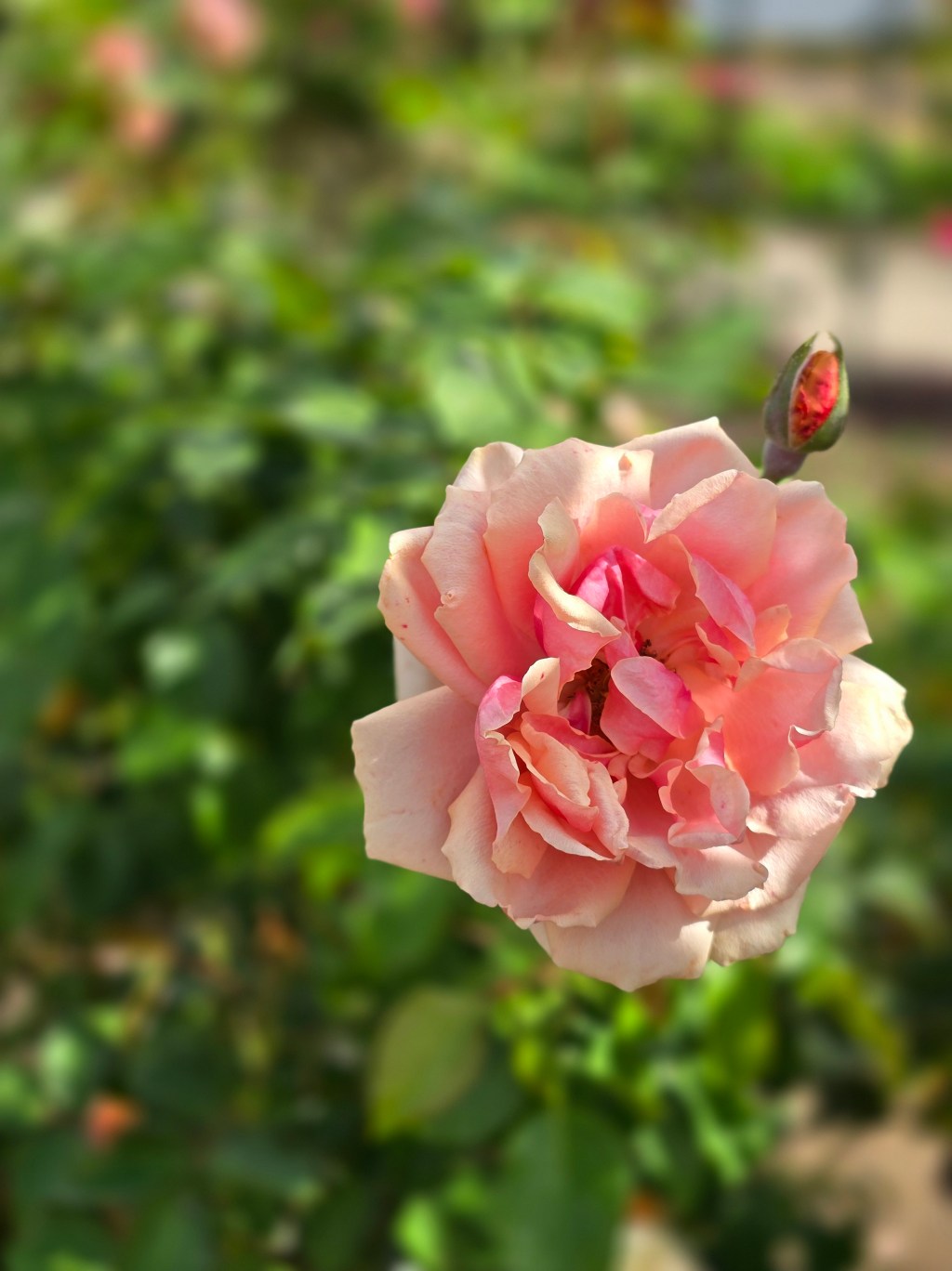 I know you will still love me, but it doesn’t make it right.