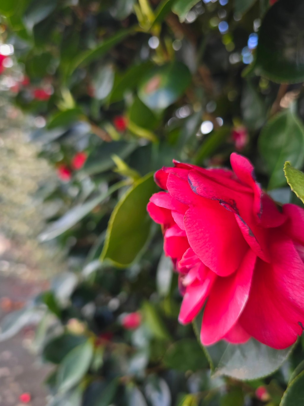 Poem | Wildflowers